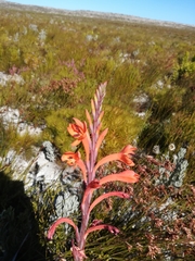 Watsonia tabularis