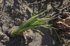 Anticlea elegans elegans