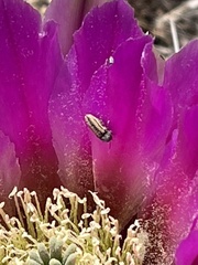 Acmaeodera quadrivittatoides