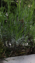 Lavandula angustifolia