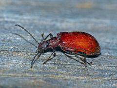 Ecnolagria rufescens