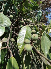 Ficus sarmentosa