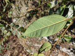 Ficus sarmentosa