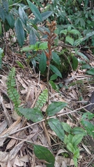 Erythrodes