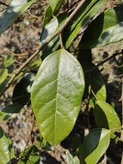Ficus sarmentosa