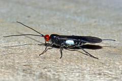 Callibracon capitator