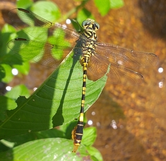 Paragomphus lineatus