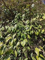 Ficus sarmentosa