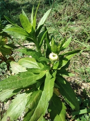 Erigeron annuus