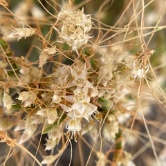 Cuscuta subinclusa