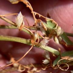 Cuscuta subinclusa