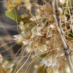 Cuscuta subinclusa