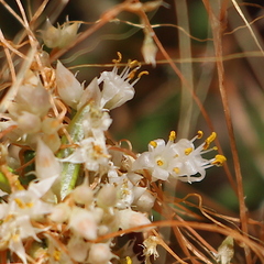 Cuscuta subinclusa