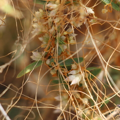 Cuscuta subinclusa