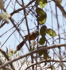 Cardinalis