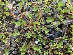Trifolium suffocatum