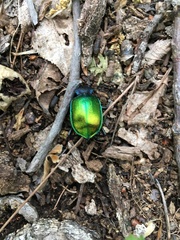 Calosoma sycophanta