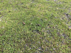 Trifolium suffocatum