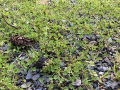 Trifolium suffocatum