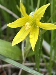 Gagea minima