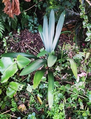 Clivia miniata