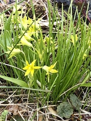 Gagea minima
