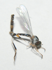 Leptogastrinae