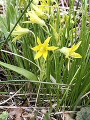 Gagea minima