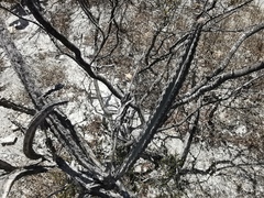 Peniocereus greggii greggii