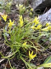 Gagea minima