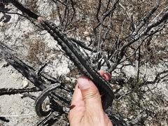 Peniocereus greggii greggii