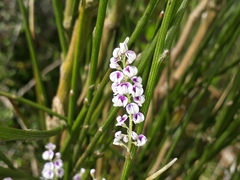 Carmichaelia muritai