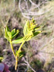 Trembleya phlogiformis