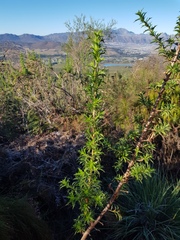 Cliffortia phillipsii