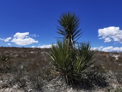 Yucca torreyi