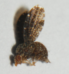 Trypetisoma sticticum