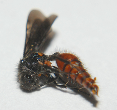 Dasymutilla scaevola