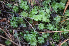 Rhodobryum roseum
