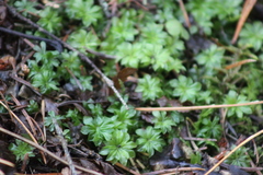 Rhodobryum roseum