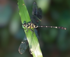 Microgomphus souteri