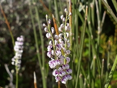 Carmichaelia muritai