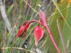 Heliamphora nutans