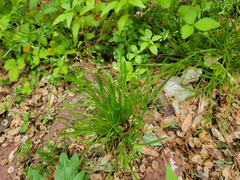 Carex jamesii