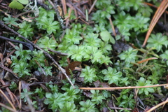 Rhodobryum roseum
