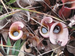 Heliamphora nutans