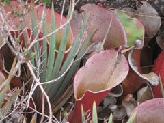 Heliamphora nutans