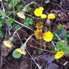Tussilago farfara
