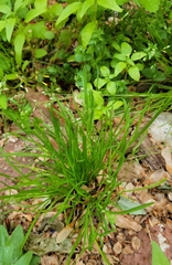 Carex jamesii