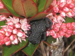 Oreophrynella quelchii