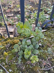 Vaccinium vitis-idaea